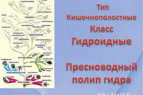 Кракен сайт как выглядит